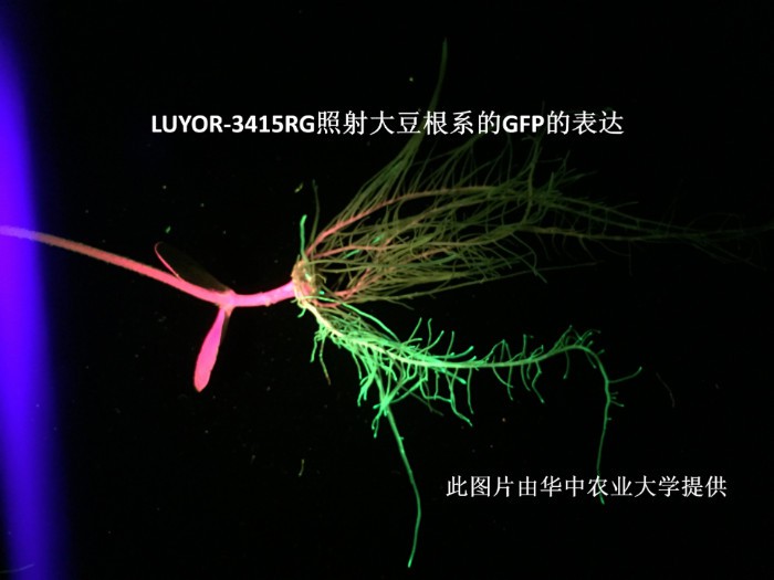 expression of the GFP in soybean