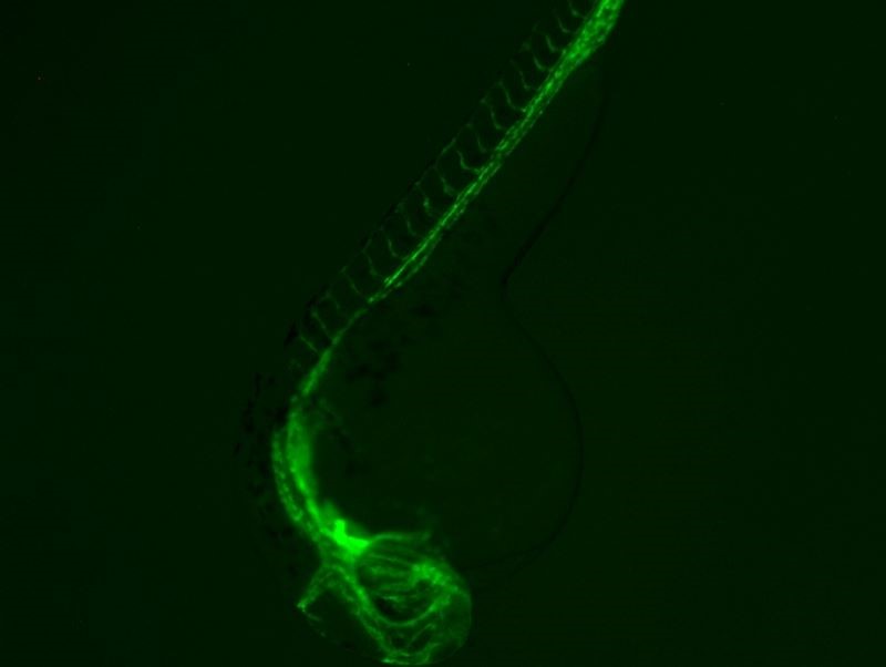 Fluorescence of Zebrafish