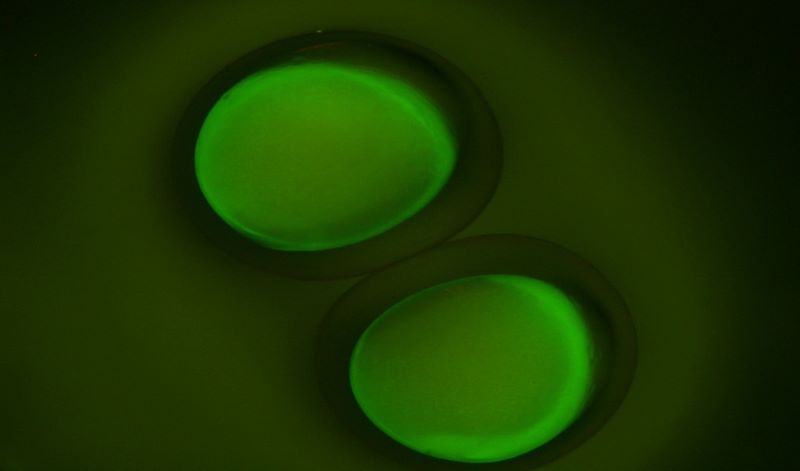 Fluorescence of Zebrafish eggs