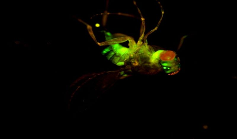 Fluorescence of fly