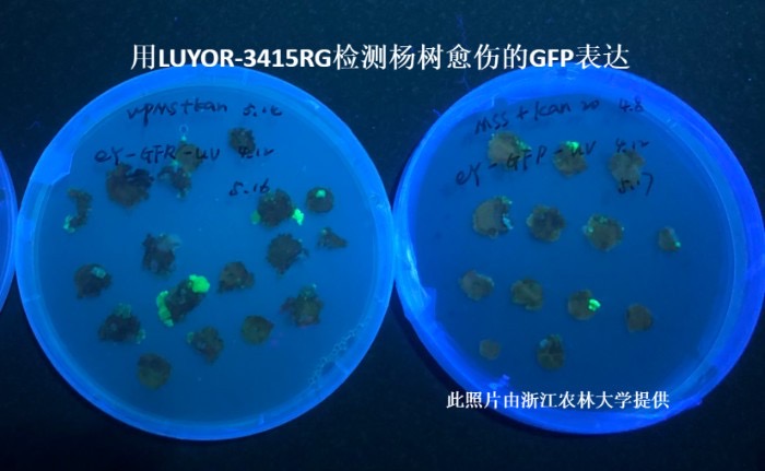 expression of the GFP in poplar callus