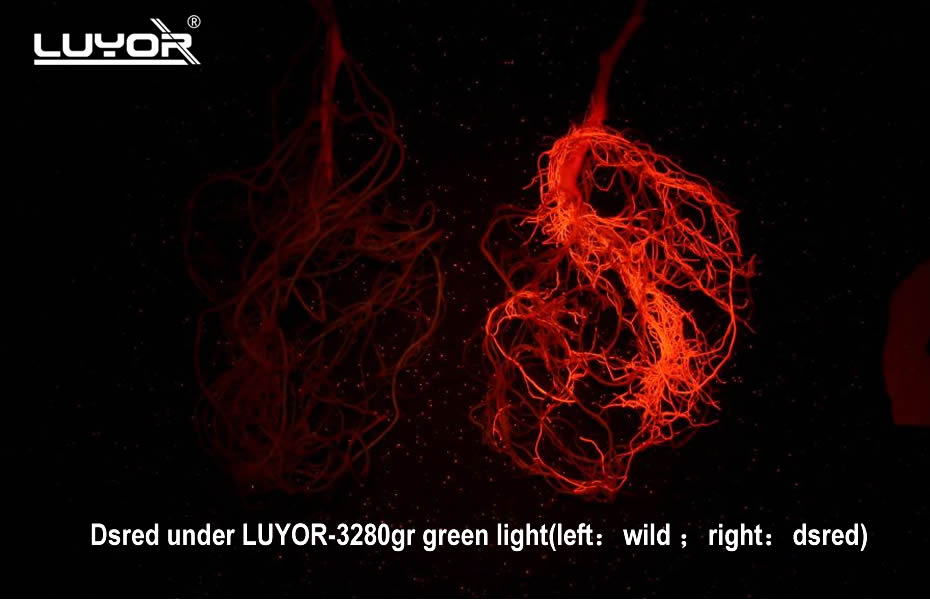 dsred under luyor-3280gr green light (left:wild;right:dsred)