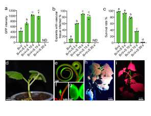 Targeted creating new mutants with compact plant architecture using CRISPR/Cas9 genome editing