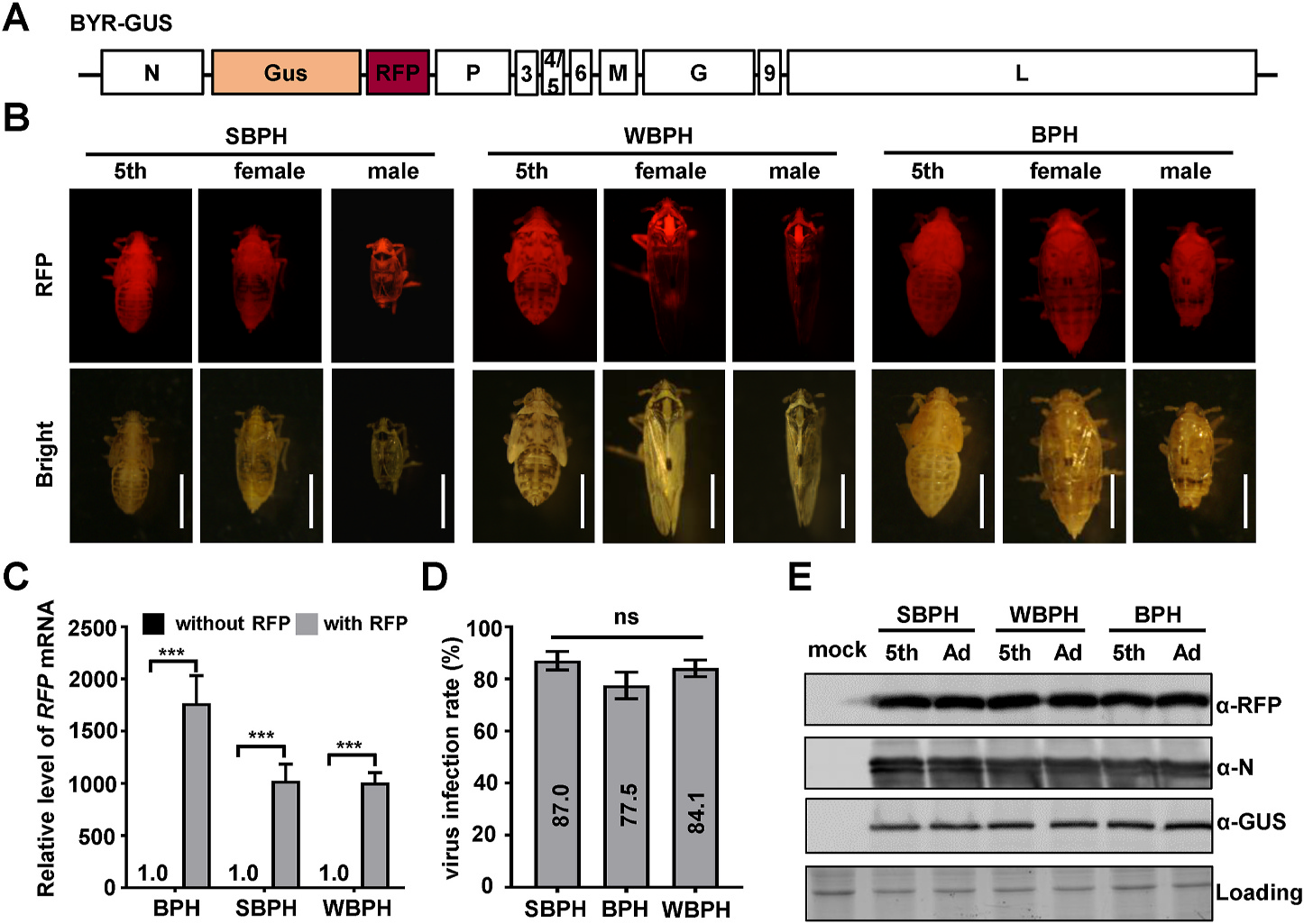 A cytorhabdovirus-based expression vector in Nilaparvata lugens, Laodelphax striatellus, and Sogatella furcifera