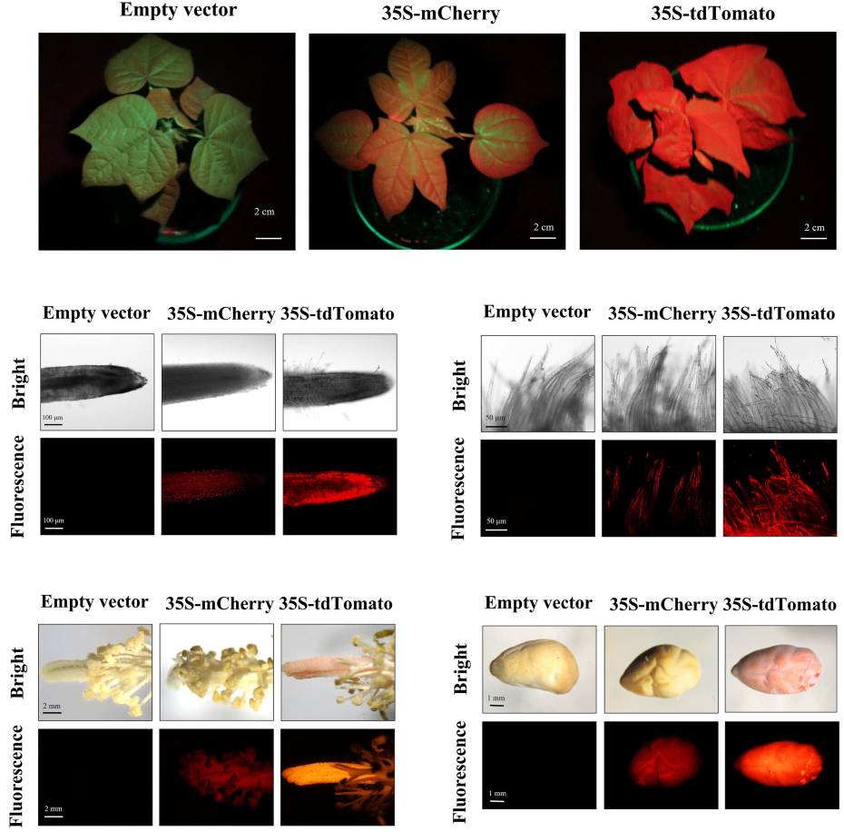 Optimizing the Protein Fluorescence Reporting System for Somatic Embryogenesis Regeneration Screening and Visual Labeling of Functional Genes in Cotton