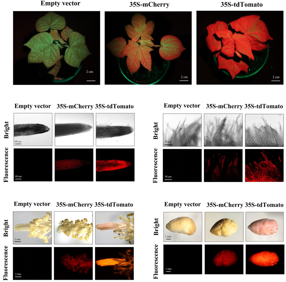 fluorescent protein expression under fluorescent protein lamp LUYOR-3415RG