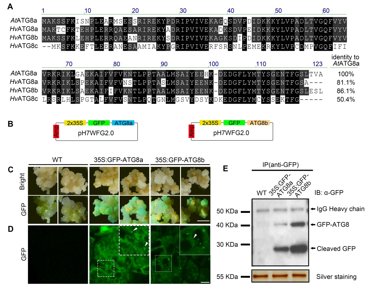 Identification of New ATG8s-Binding Proteins with Canonical LC3-Interacting Region in Autophagosomes of Barley Callus