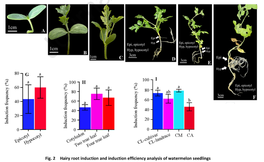 Hairy root induction and induction efficiency analysis of watermelon seedlings