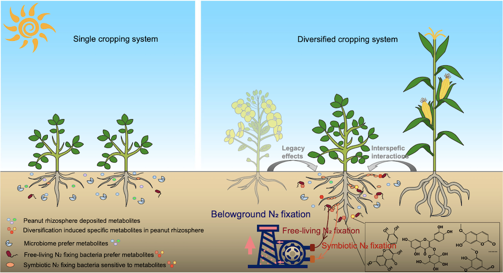 Legume rhizodeposition promotes nitrogen fixation by soil microbiota under crop diversification
