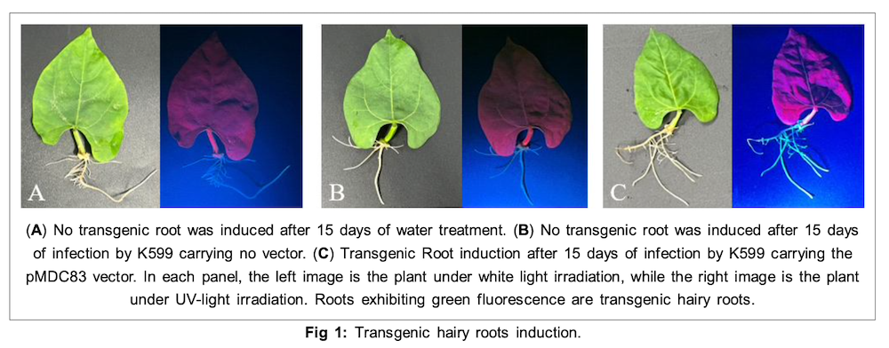 transgenic hairy roots induction