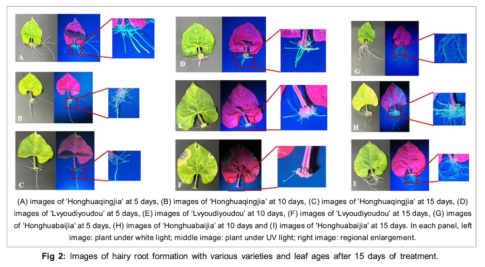 An Efficient Hairy Root Transformation Method for Common Bean based on Petiole Explants