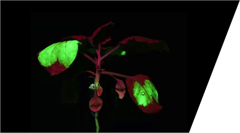 Fluorescence of Plants under Fluorescent Protein Excitation Lamp LUYOR-3415RG
