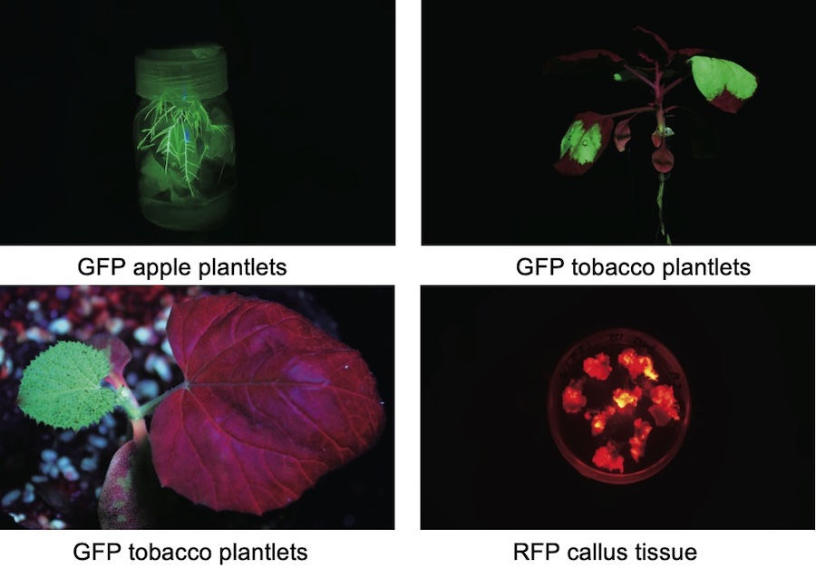 fluorescent protein expression detected with fluorescence flashlight LUYOR-3280