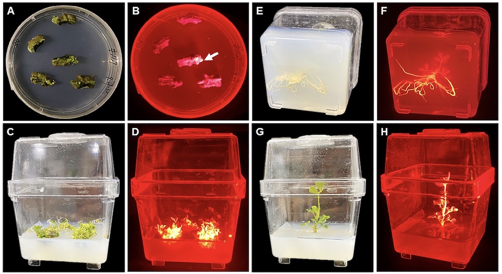 Detecting DsRed2-Expressing Transgenic Peanut Tissues Using LUYOR-3415