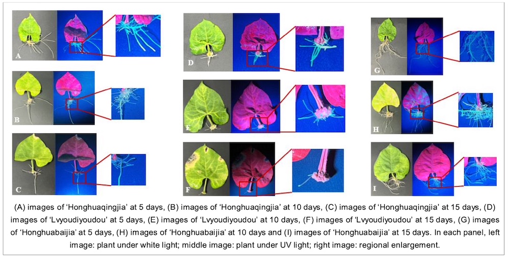 GFP Fluorescence Detection in Common Bean Hairy Roots with LUYOR-3415RG