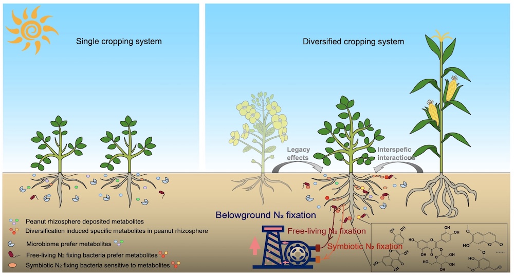 Visualization of GFP in Peanut Roots Using LUYOR-3415RG