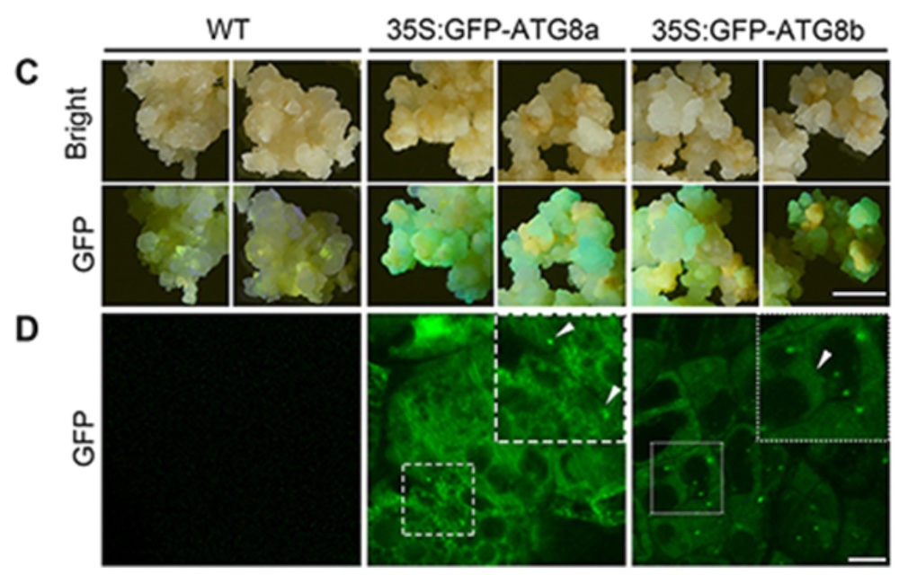 GFP Detection in Barley Callus with LUYOR-3415 Fluorescent Protein Excitation Lamp