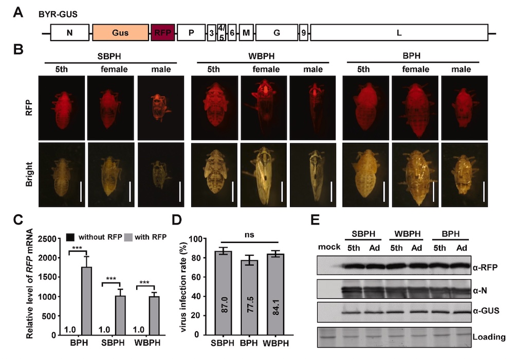 RFP and GFP Detection in Planthoppers with LUYOR-3415RG