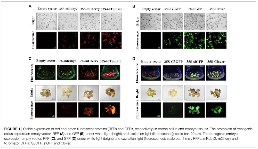 Stable expression in cotton callus and embryo tissues under LUYOR-3415RG fluorescent protein excitation lamp