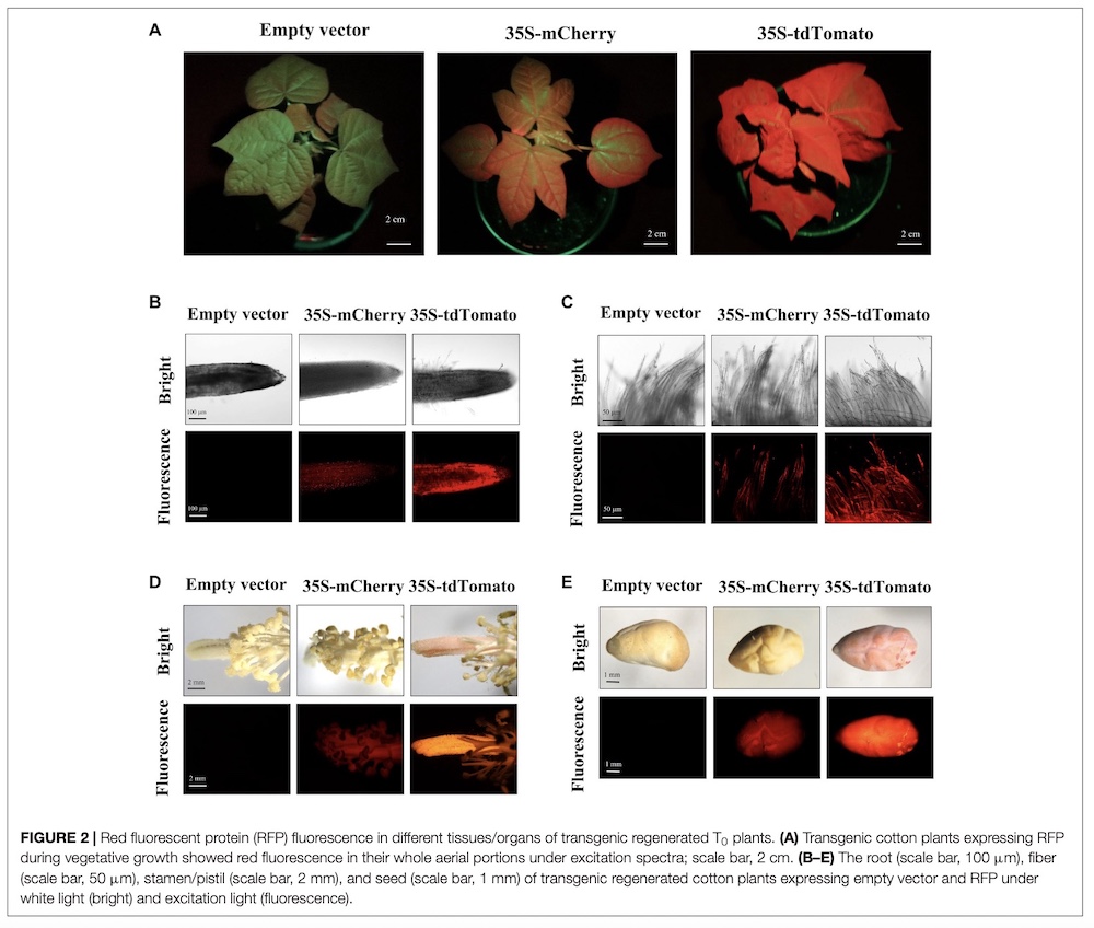 rfp plants under LUYOR-3415RG fluorescent protein excitation lamp
