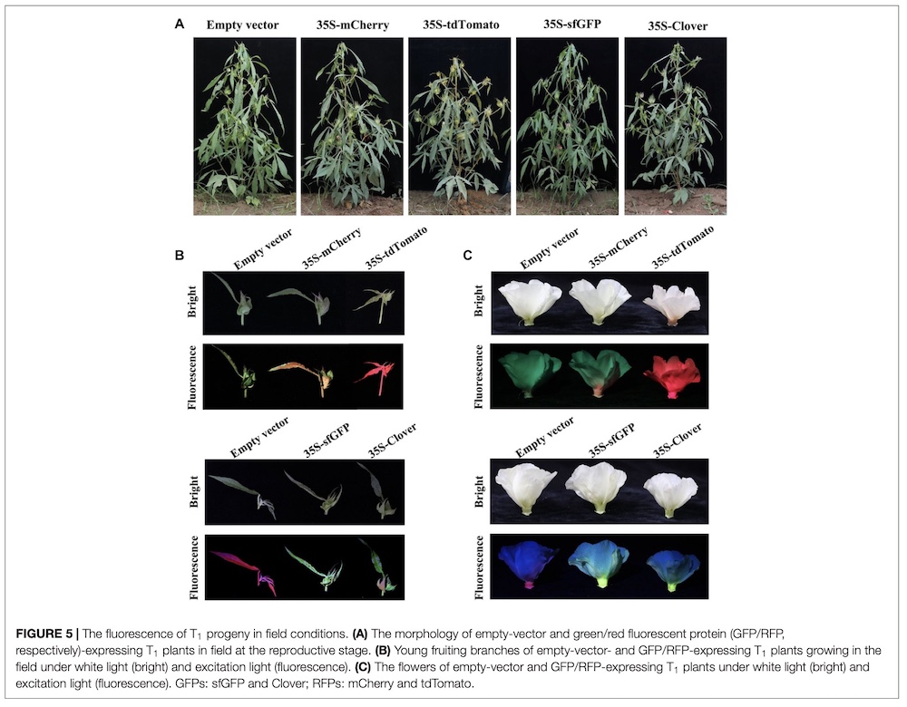 mCherry and tdTomato plants under LUYOR-3415RG fluorescent protein excitation lamp