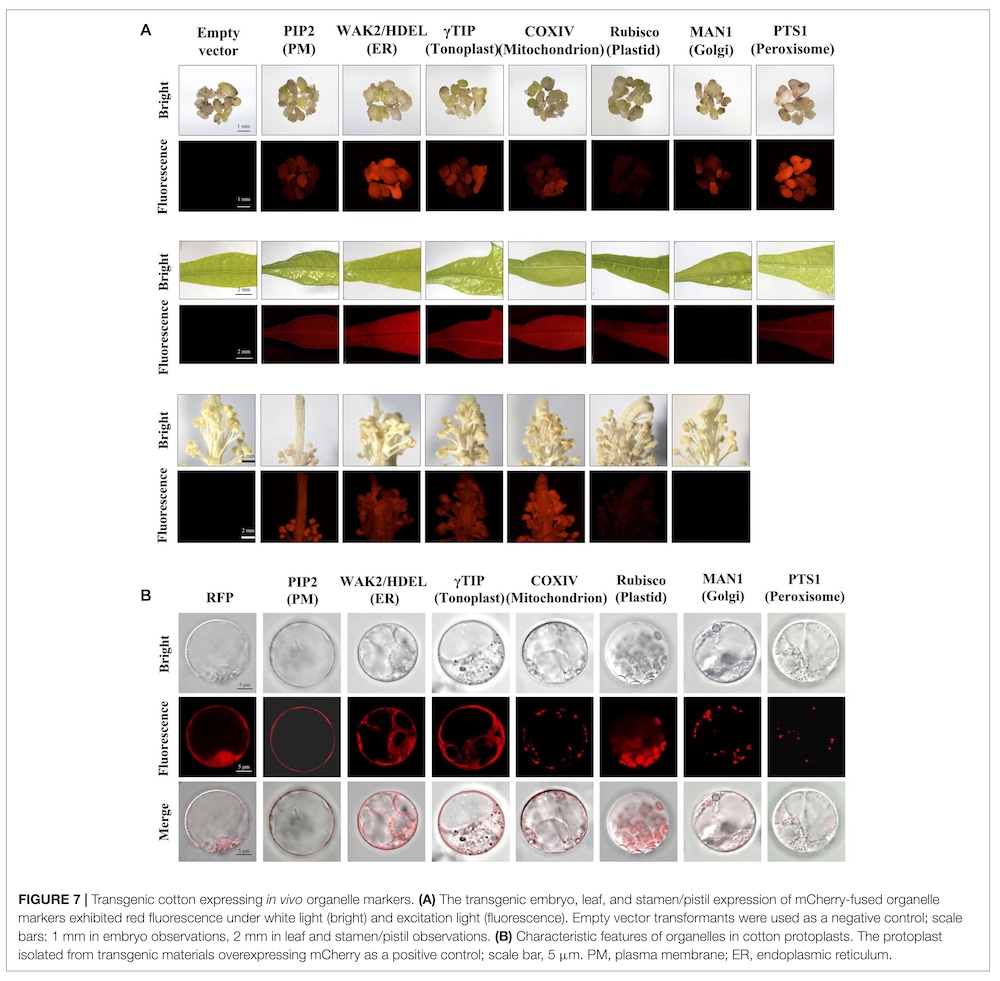 transgenic cotton