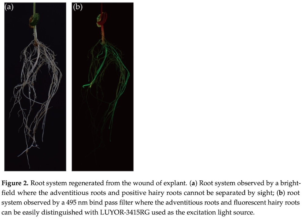 GFP soybean hariy roots under fluorescent protein excitation lamp LUYOR-3415RG