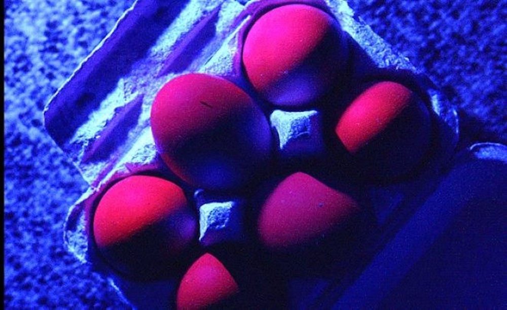 egg inspection with luyor uv light