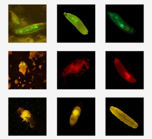 Fluorescence emitted by Drosophila larvae and adults