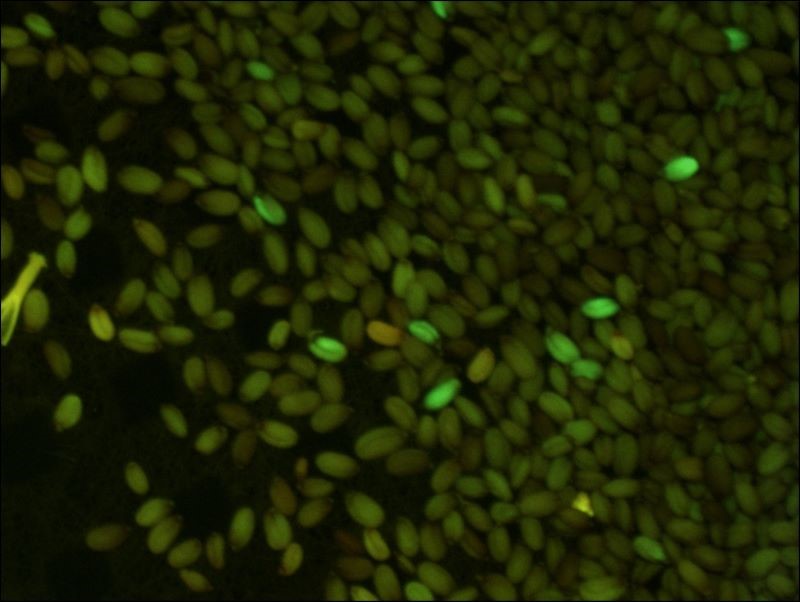 GFP Fluorescence