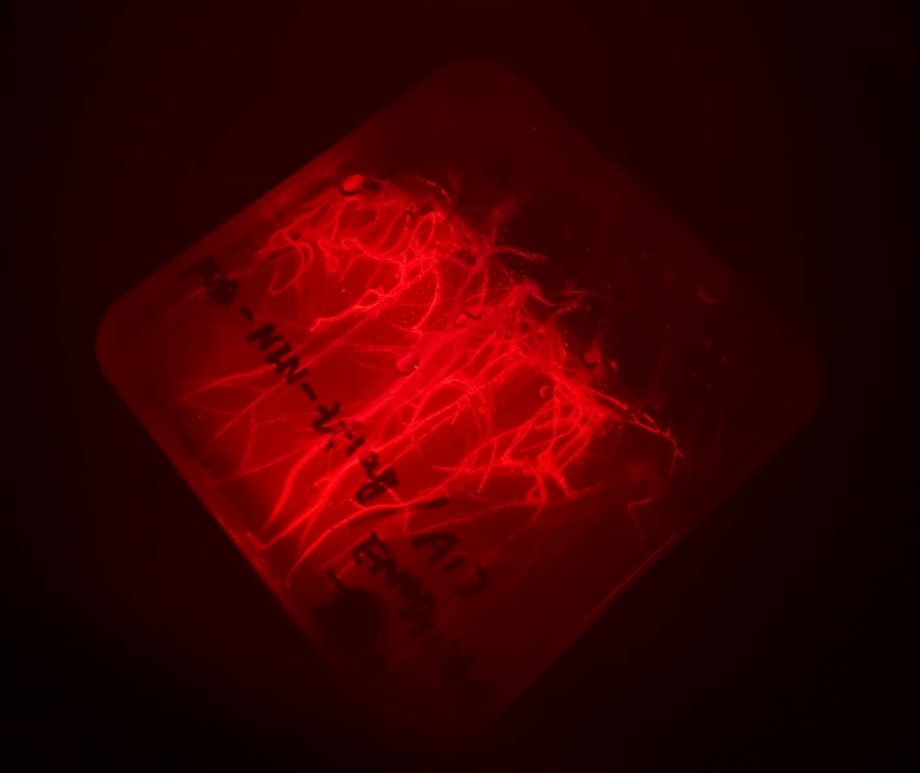 Expression of DsRed under LUYOR-3260GR