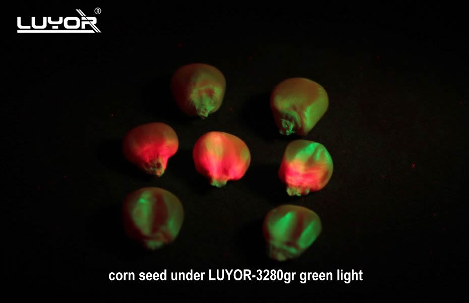 corn seed under LUYORR-3280GR green light