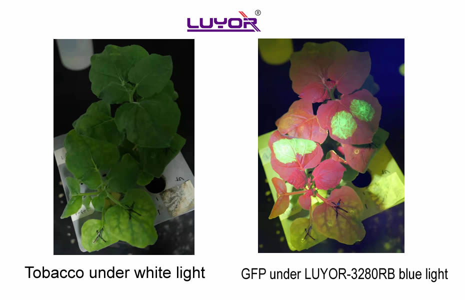 LUYOR-3280APP.jpg