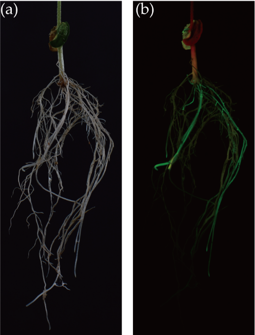 soybean root fluorescence under fluorescent protein lamp LUYOR-3415RG