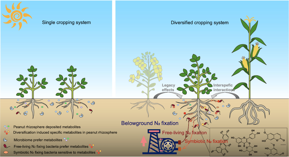 gfp expression in soybean roots under LUYOR-3415RG fluorescent protein lamp