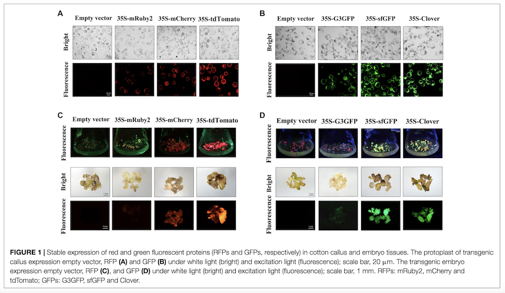 expression of red and green fluorescent proteins (RFPs and GFPs) in cotton callus and embryo tissues