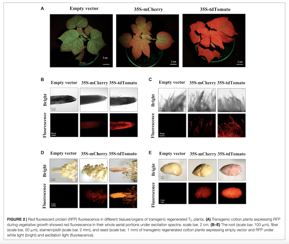Red fluorescent protein (RFP) fluorescence in transgenic plants