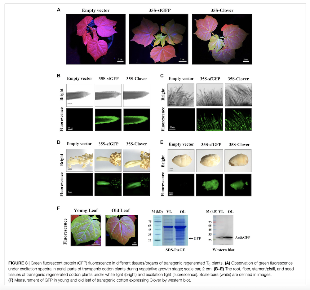 Green fluorescent protein (GFP) fluorescence in transgenic plants