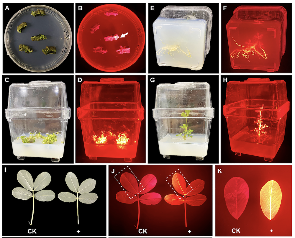 Red Fluorescence Protein (DsRed2) Promotes the Screening Efficiency in Peanut Genetic Transformation