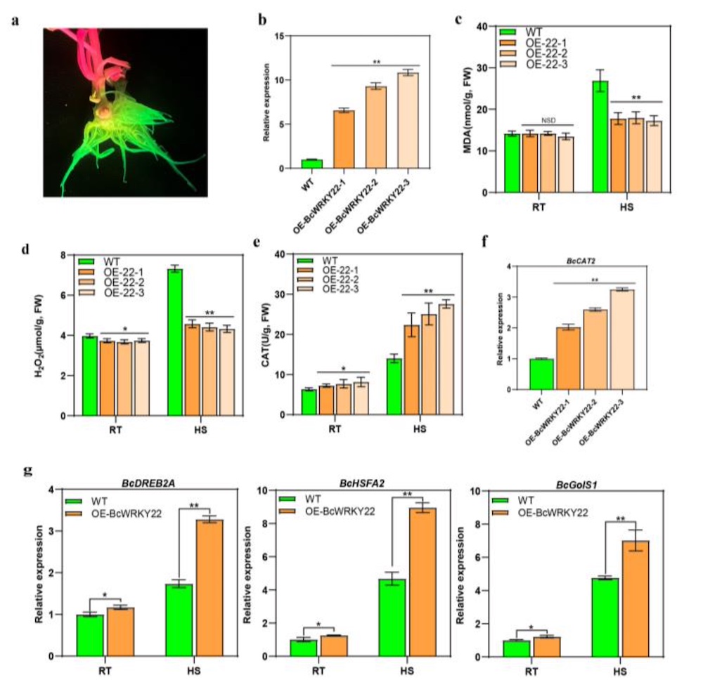 BcWRKY22 Activates BcCAT2 to Enhance Catalase (CAT) Activity and Reduce Hydrogen Peroxide (H2O2) Accumulation, Promoting Thermotolerance in Non-Heading Chinese Cabbage