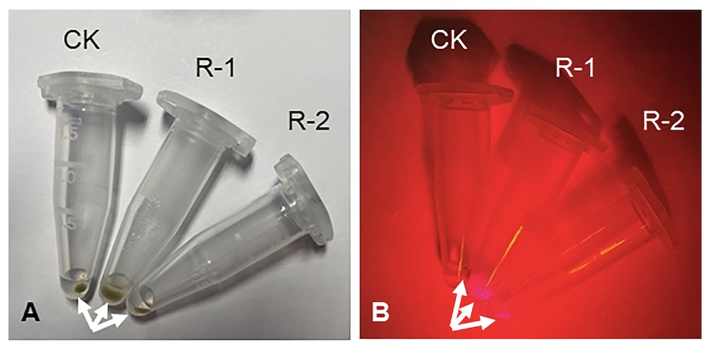 DsRed2 gene expression in peanut protoplast