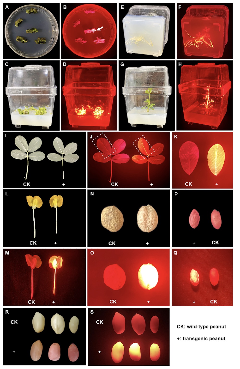 DsRed2 gene expression in callus, tissues and organs