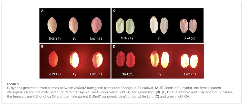 DsRed2 gene expression under LUYOR-3415RG fluorescent protein excitation lamp