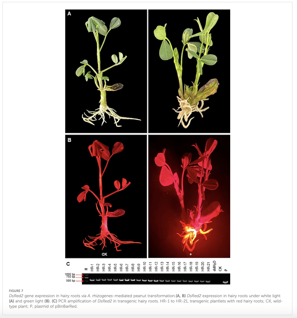 DsRed2 gene expression in hairy roots