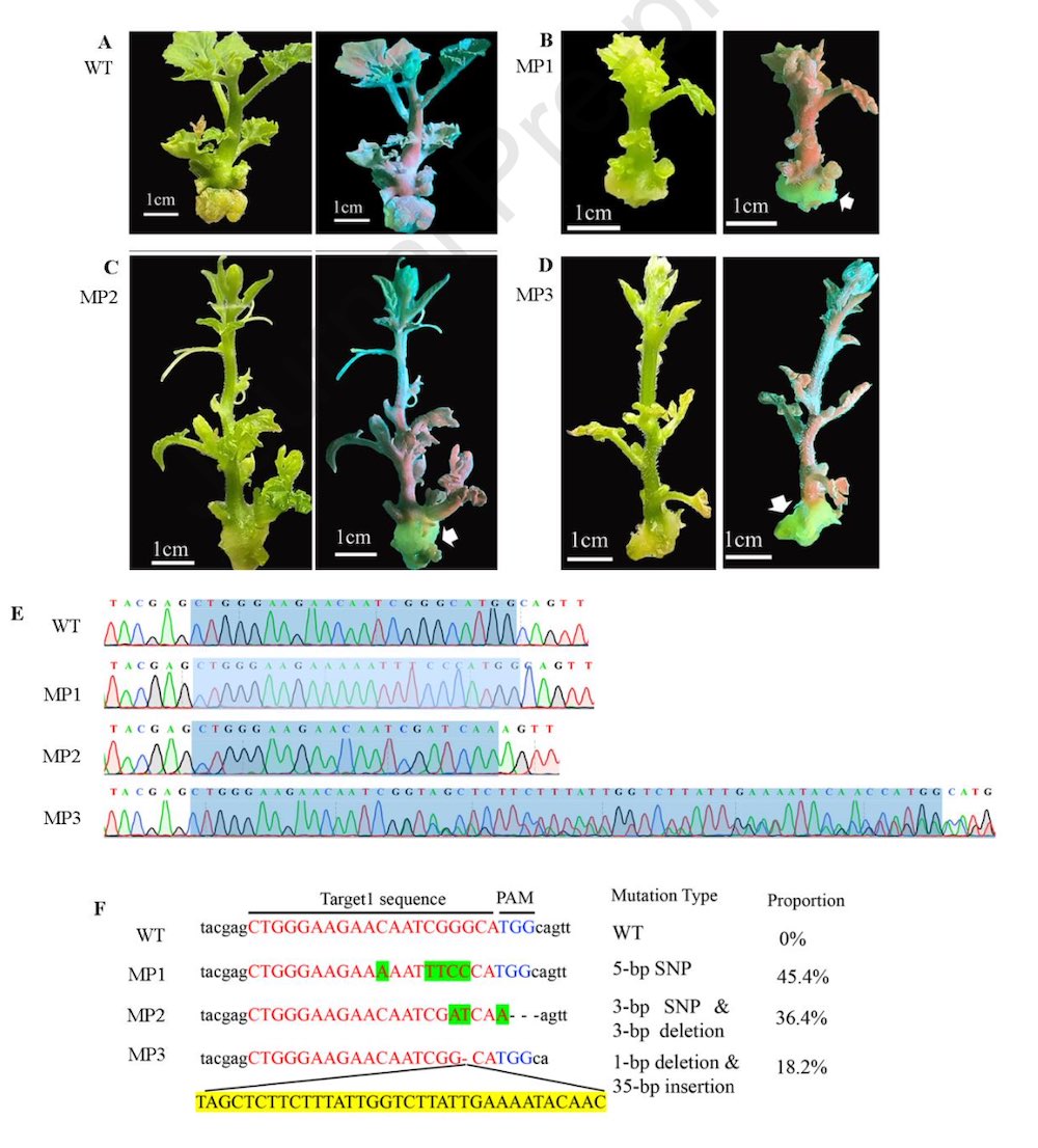 Targeted mutagenesis in transgenic watermelon seedlings