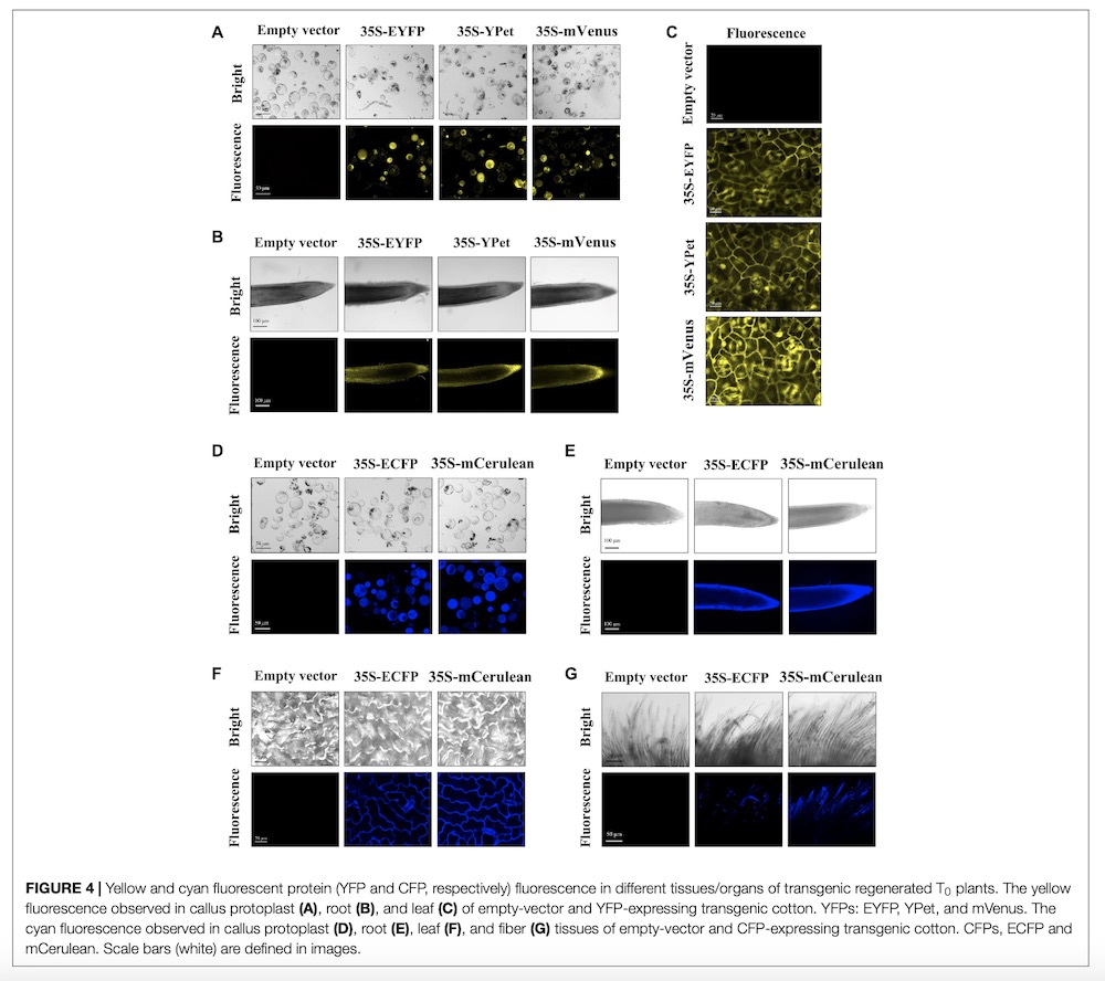 Yellow and cyan fluorescent protein (YFP and CFP) fluorescence in transgenic plants