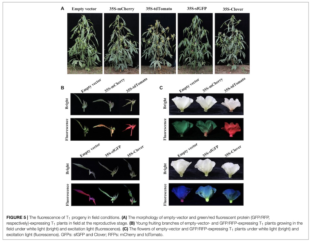 fluorescence of T1 progeny in field conditions