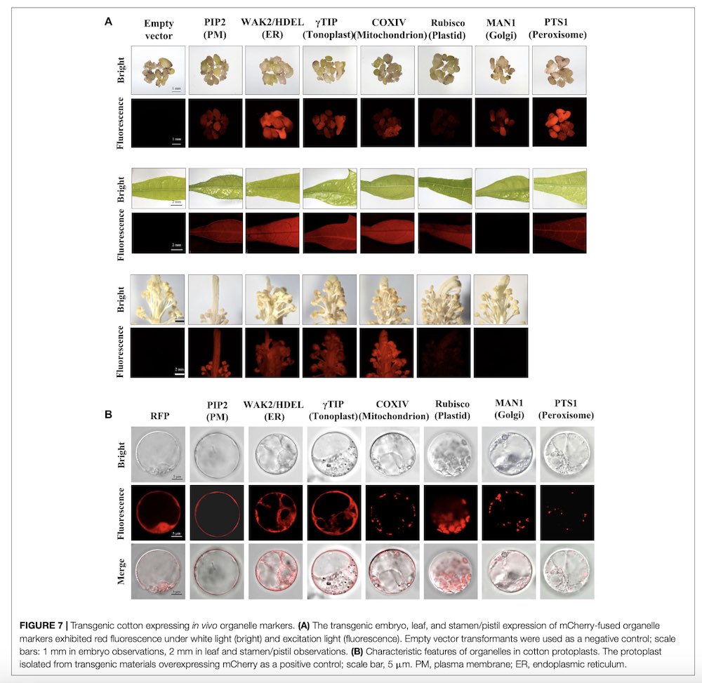 transgenic cotton expressing in vivo organelle markers