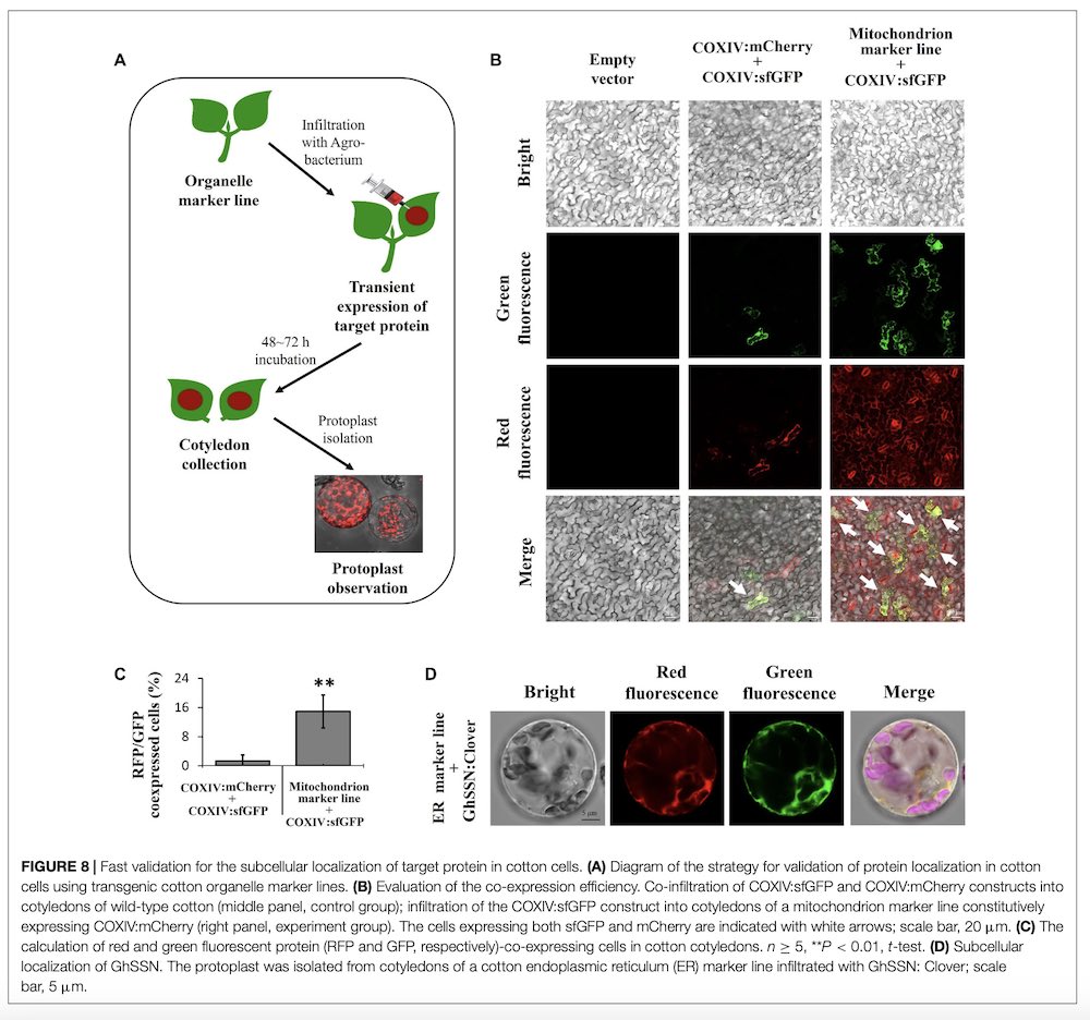target protein in cotton cells