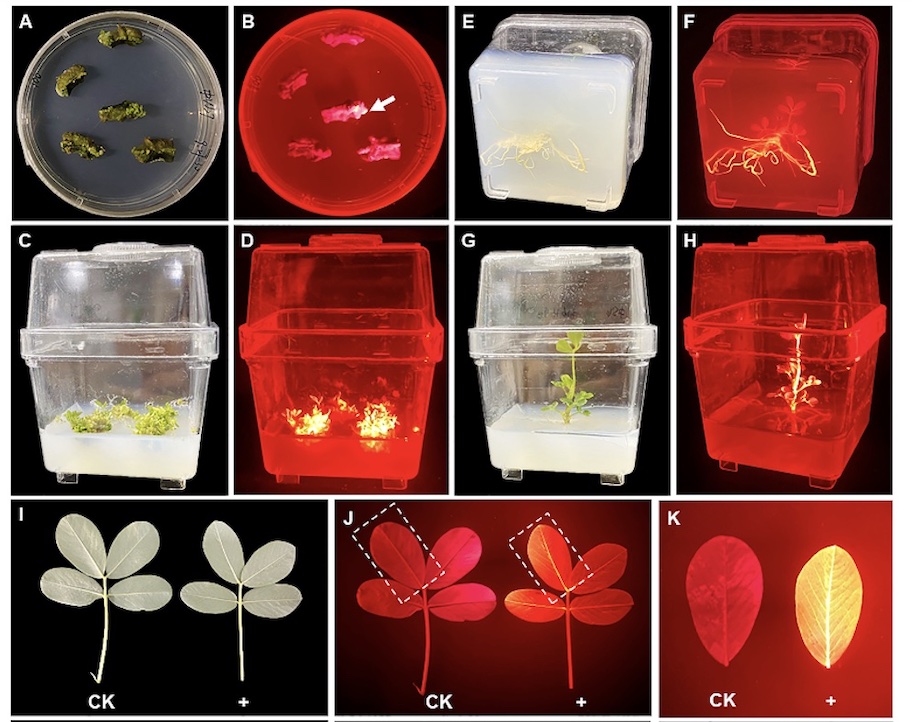 Red Fluorescence Protein (DsRed2) Promotes the Screening Efficiency in Peanut Genetic Transformation